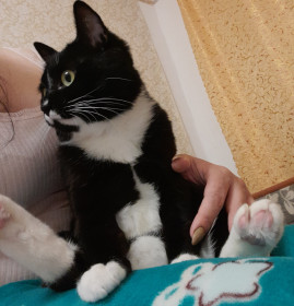 Малыш, 1,4 года. 3,5 кг. Самый преданный кот. Спасли замерзающим крохой в 2020 году. с. Екатеринославка