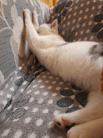 Булочка, 2 года, 4 кг, добрая крошка, которая любит греться на солнышке.