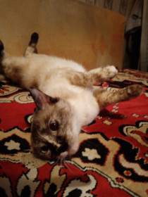 Зена, 4 года, красота неземная.