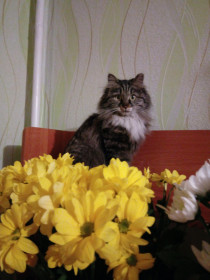 Кошки — тоже девочки и любят цветочки. Варя, 5 лет, Благовещенск