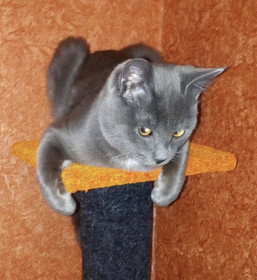 Шнур,4 года,г.Благовещенск. Дружит с птичками и белками