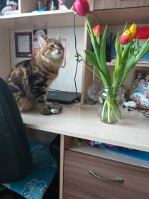 Кот Борис, 7 месяцев. Добрый, любознательный котик. г. Благовещенск