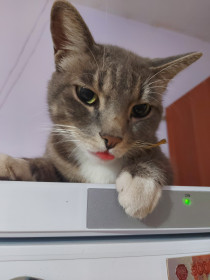 Привет всем! Меня зовут Симба, мне 4 года без 8 дней. Очень люблю дразнить своих людей :-) г. Благовещенск, Амурская область.