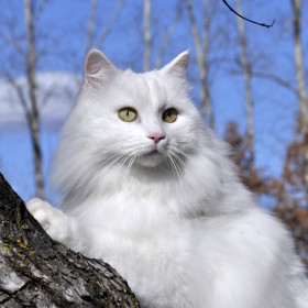 Мэлс, 6 лет. Кот-стиляга. Обладает невероятной харизмой и фотогеничностью. г. Благовещенск, Амурская область.