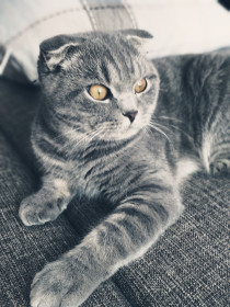 Кот Бонифаций, 3 года. Важный невероятно. с. Поярково