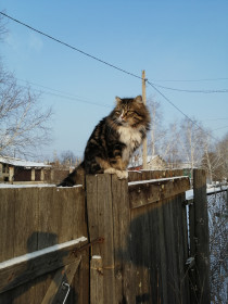 Руслан, 2 года. Дозорный и всеобщий любимец. г. Свободный