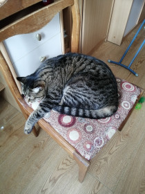 Людмила (Люсенька), 10 лет. Первый наш найденыш. г. Свободный