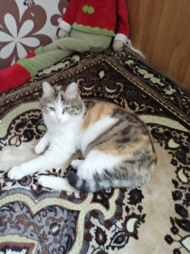 Бандитка Котя, найденыш, возраст не известен. Шаловливая. г. Свободный