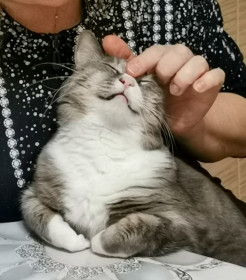 Царь Барсик, 12 лет