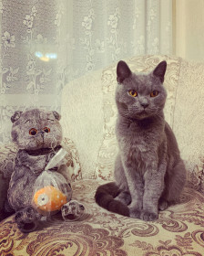 Двое из ларца!