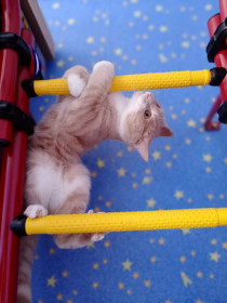 Персиваль к весне готов!