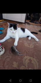 Сима, 1 год 5 месяцев. Любит вкусно поесть. с. Бомнак