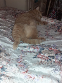 Лиса Евгеньевна отдыхают. 3 года, 6 кг