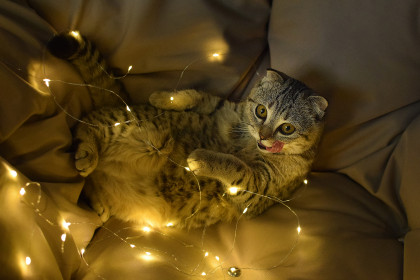 Бусинка, 9 месяцев. Найдёныш, который превратился в шикарную кису