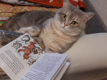 Кошечка Джерри