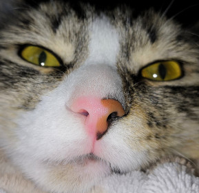 Кот Миша, 9 месяцев, г. Циолковский