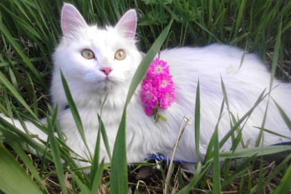 Нюся, 4 года. Любит ездить летом на дачу и прятаться в зеленой траве.