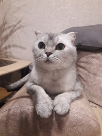 Принцесса Мия, 1 год 11 месяцев. Самая преданная.