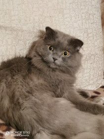 Фифа, 2 года. 3,5 кг. Своенравная, но настоящая подруга. г. Благовещенcк.