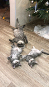 Обучение правильному котолежанию от кошки Бони