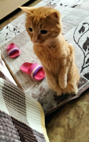 Лаврентий, 1 год, 4 кг. О-очень любопытная котейка.