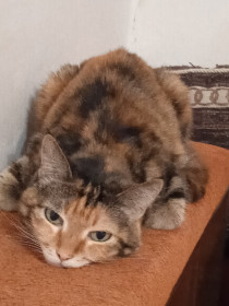 Кеша. 9 лет. г. Зея