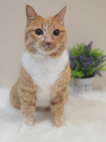 Стиф, 7 лет. Кошачий джентльмен.