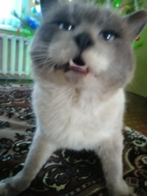 Кот Семён, 3 года. с. Грибское