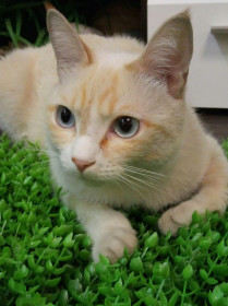 Персик, 4 года. Самый умный и благодарный кот.