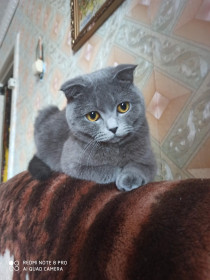 Асия — скоттиш-фолд, 2 года. Молодая Мама (ЧЕМПИОНА). пгт Ерофей Павлович