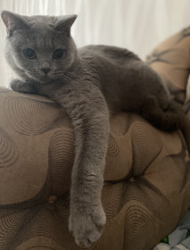 Кошка Милочка, 1 год, 3,5 кг. Наша дерзкая котомодель. г. Благовещенск