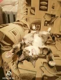 Мама Маруся и сынок Фёдор — хозяева нашего дома. г. Циолковский