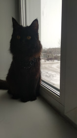 Кошка Батрс, 11 месяцев. Она дрессированная и очень умная.