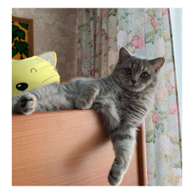 Степан, шотландец, 9 мес. Любит покорять высоты. с. Поярково