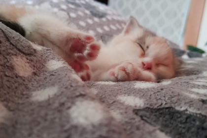 Крошка, 100 гр. 3 недели. Дочка бездомной мамы, она угодила в болото, когда искала ее. Но малышку спасли, теперь она имеет свой дом и семью.