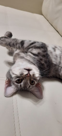 Аляска, 6 месяцев. Игривая и любопытная. г. Краснодар.