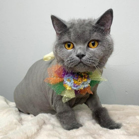 Ульяна, 5 лет. Кошечка гордая, иногда надменная.