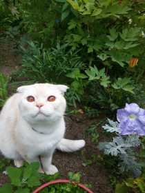 Персик, 5 лет. Любитель цветов. г. Свободный