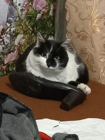 Кот Пирожок, 3 года. Очень разговорчивый.