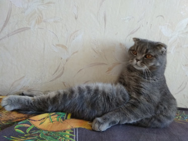 Тобик. г. Благовещенск