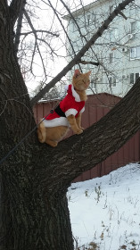 Симба. 1,5 г. Любит спать в стиральной машинке.  г. Благовещенск