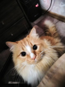 Кузьма, средних лет. Любит печеньки. г. Зея