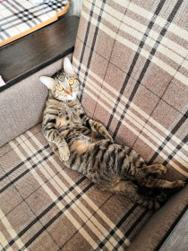 Фиона, 3 кг. Живёт в г. Свободном