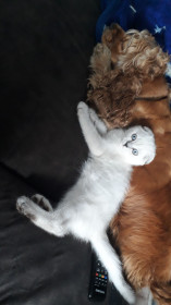 Каспер — белое доброе приведение! г. Завитинск