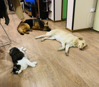 Тоша, 3 года. Самый красивый котик! г. Благовещенск