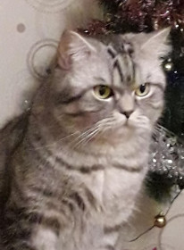 Мечтатель Бвюн, 4 г.  Умный котейка.