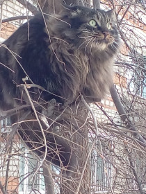 Тимофей, 7 лет, 8 кг. Лучше всякого будильника. г. Благовещенск