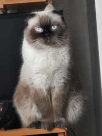 Кира-королева. 4,5 года, 5 кг. Любит играть в баскетбол. г. Свободный