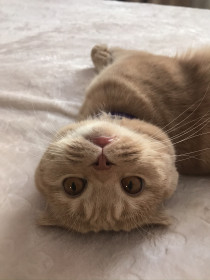 Кот Персик, игривый малый.