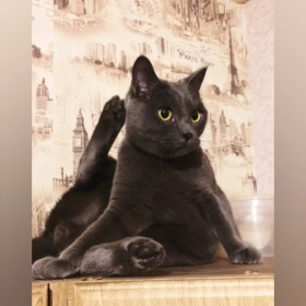 Кексик, 3 года. 4,5 кг. Очень любит прятаться в шкафу. г. Благовещенск